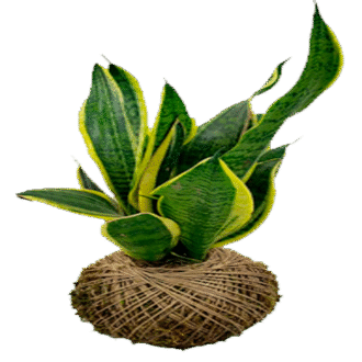 Kokedama Espada de São Jorge